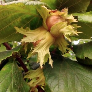 nocciola-home-min